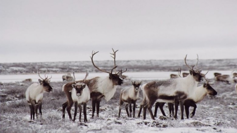 2018 Survey Results – Bathurst And Bluenose East Caribou Herds 